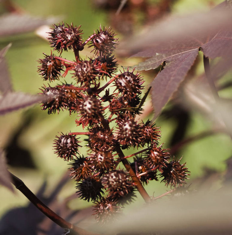 Castor Beans Castor Bean Plant And Seed Castor Oil